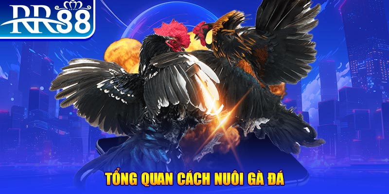 nohu56 game nổ hũ rút tiền mặt là gì