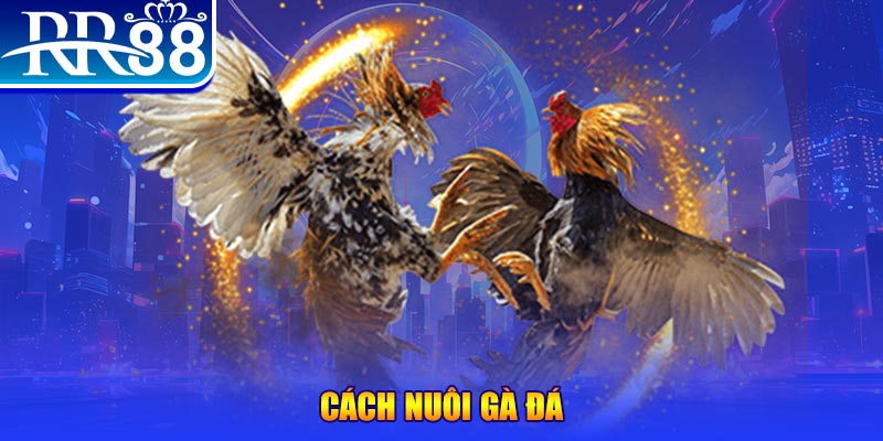 nohu56 đăng nhập phỏm đổi thưởng