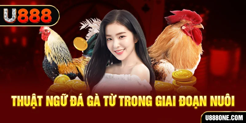 nohu56 xổ số miền bắc 90 ngày