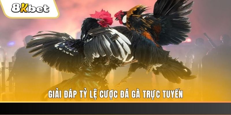 nohu56 ga choi cau thanh
