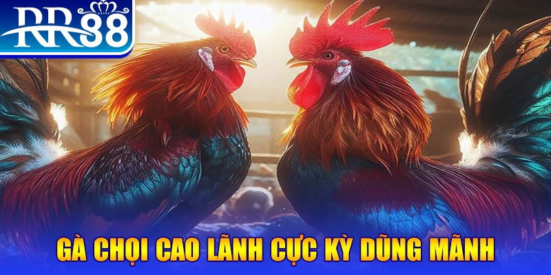 nohu56 HB Điện Tử