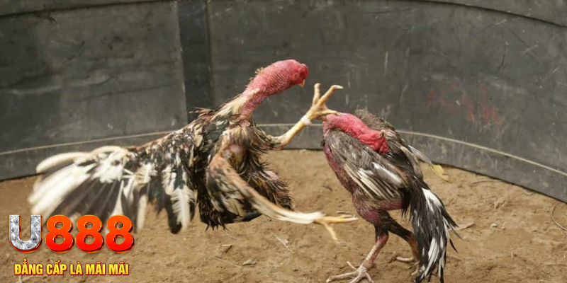 nohu56 đăng nhập liêng hôm nay